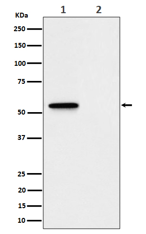 p-Mlkl (S345) Ab