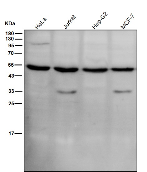 p-Mlkl (S345) Ab