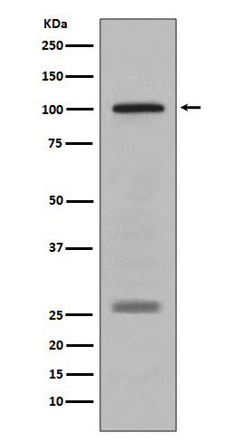 PMEL Ab