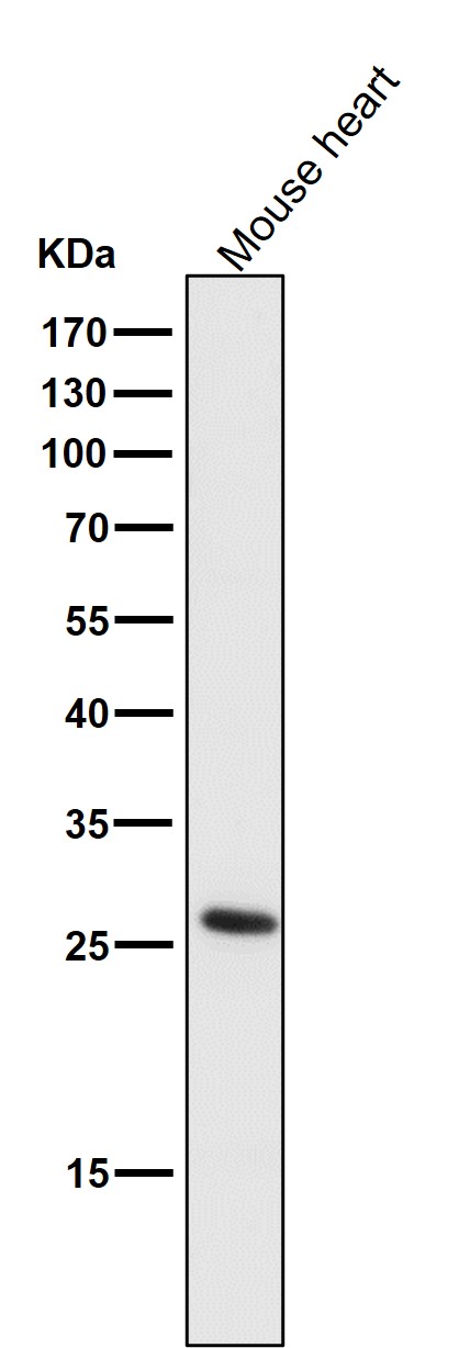 CD20 Ab