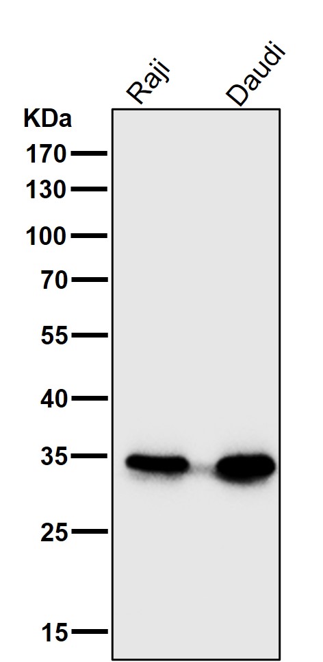 CD20 Ab