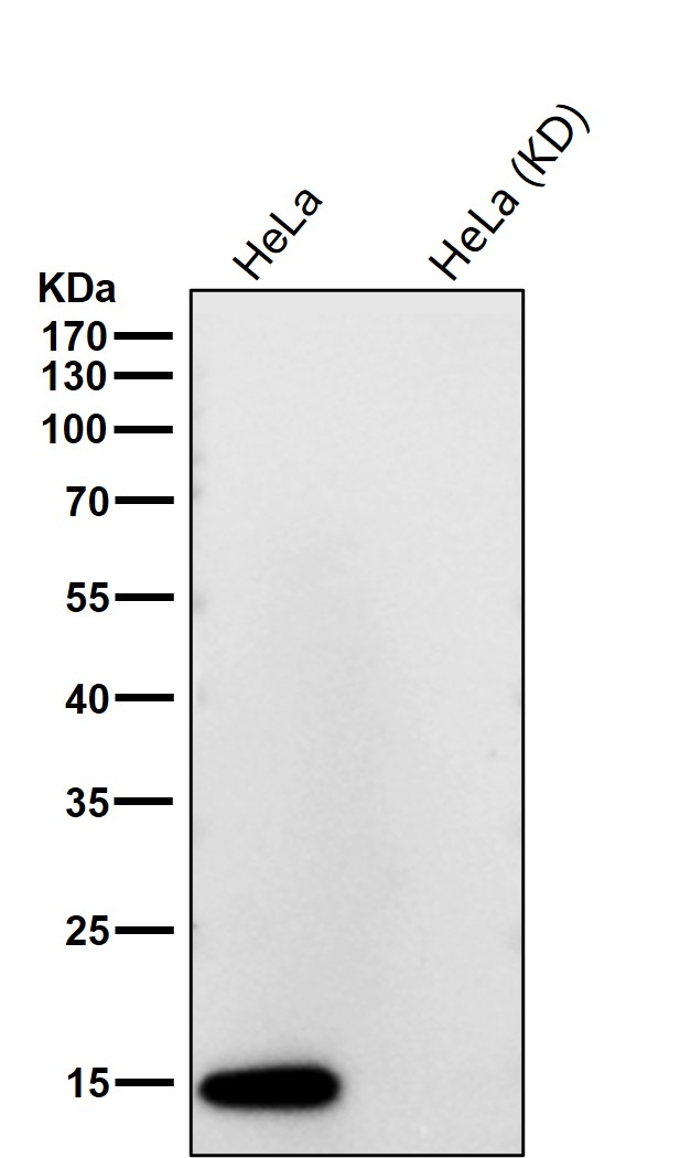 Galectin 1 Ab