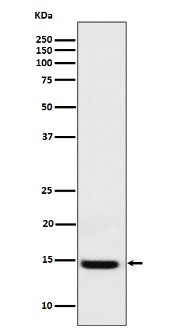 Galectin 1 Ab