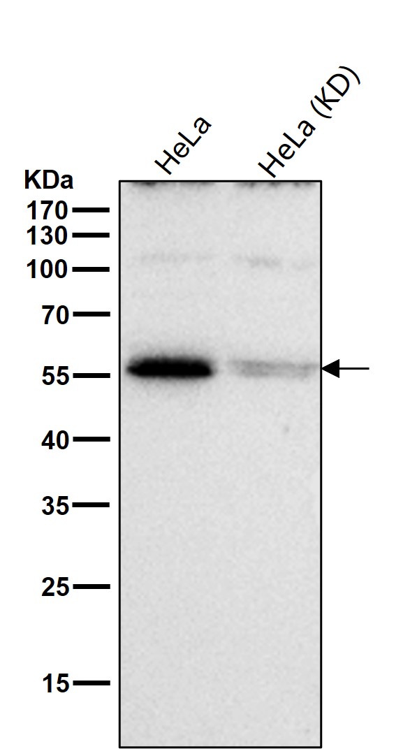 HDAC1 Ab