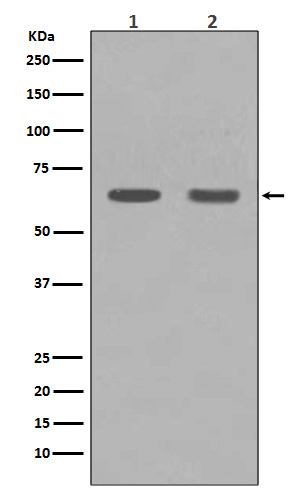 HDAC1 Ab