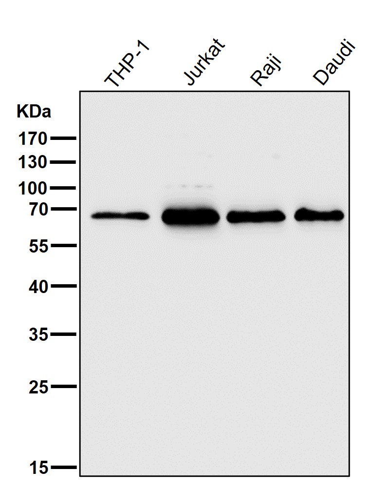 HDAC1 Ab