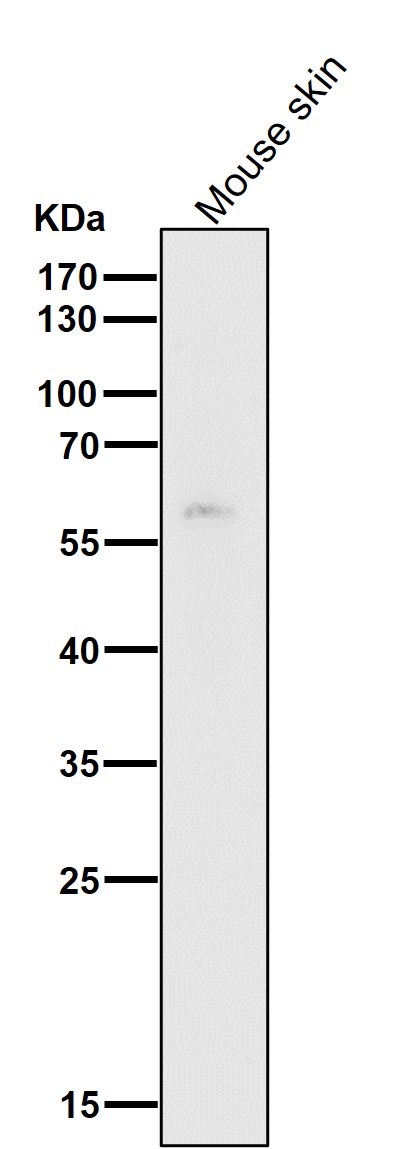 HDAC1 Ab