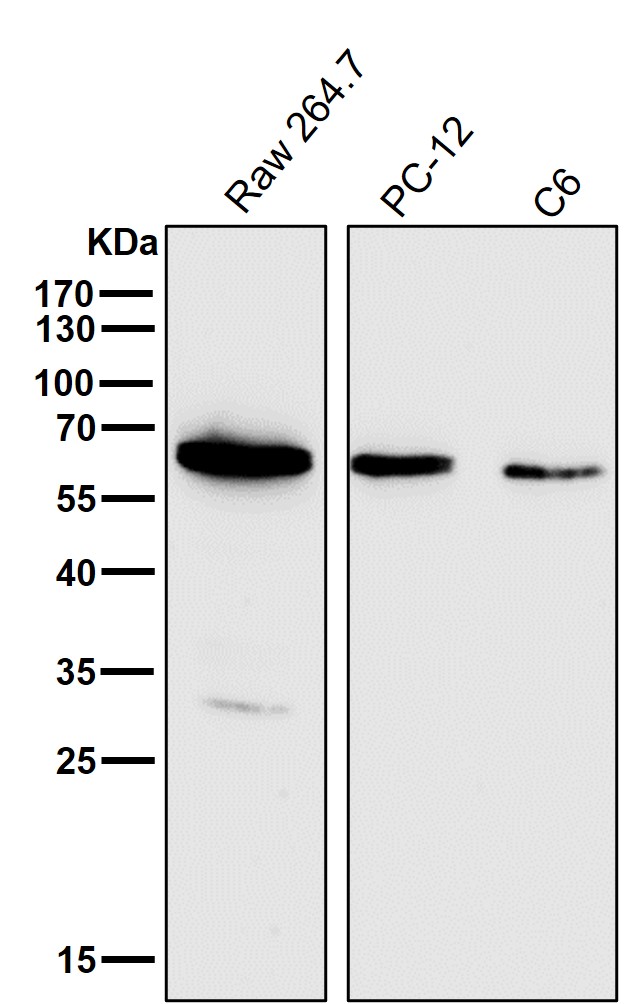 HDAC1 Ab