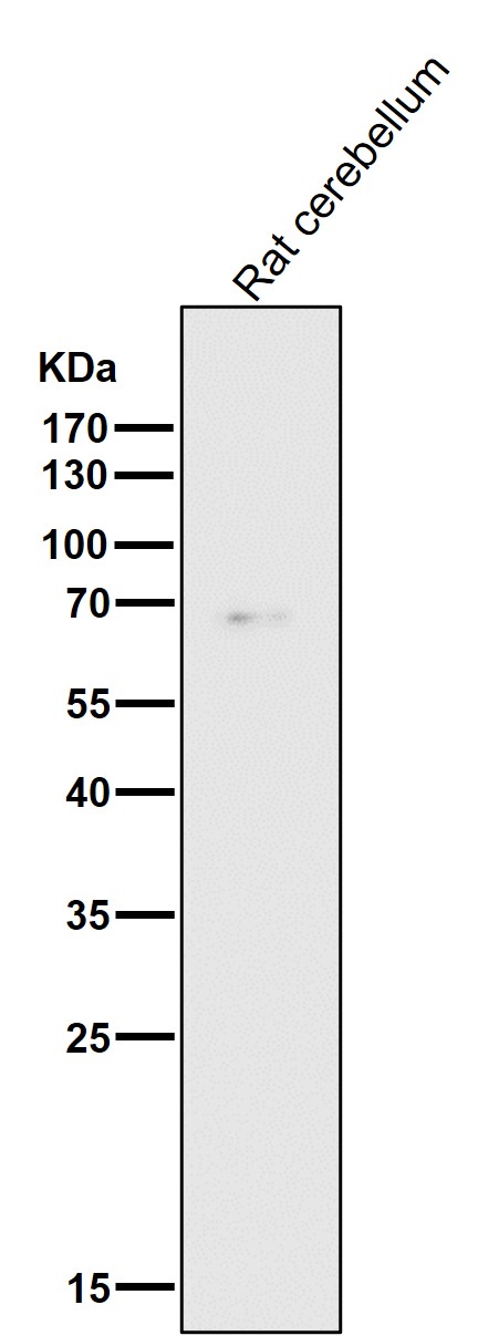 HDAC1 Ab