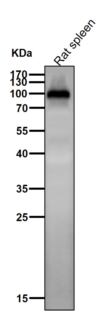 Integrin beta 3 Ab