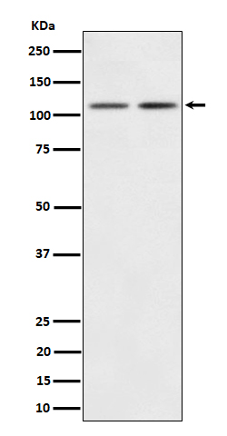 PI3 kinase p110 beta Ab