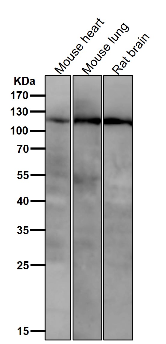 PI3 kinase p110 beta Ab