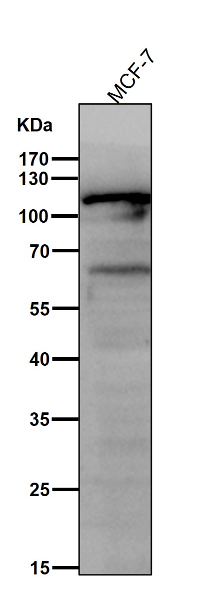 PI3 kinase p110 beta Ab