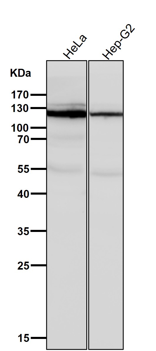 Vinculin Ab