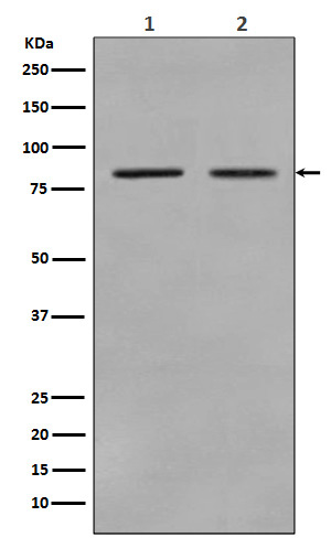 STAT3 Ab