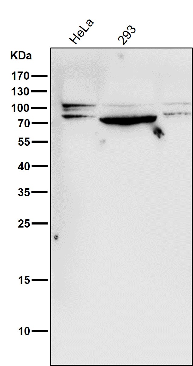 STAT3 Ab