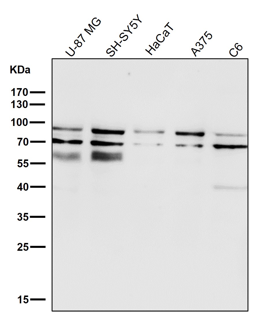 STAT3 Ab