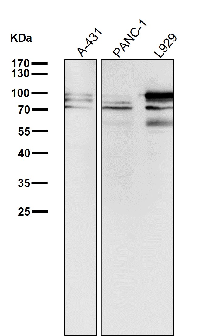 STAT3 Ab