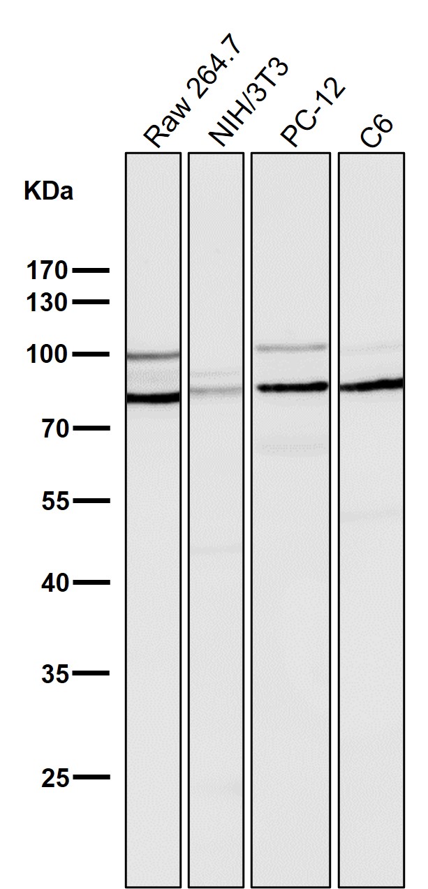 STAT3 Ab