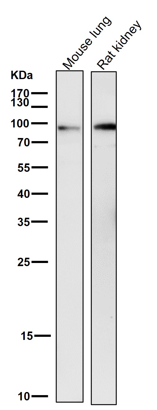 STAT3 Ab