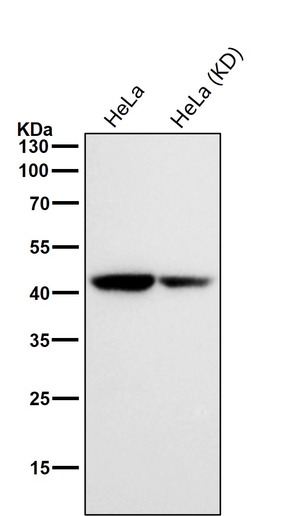 MEK1/2 Ab