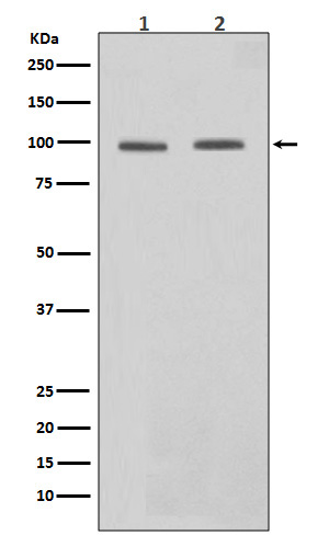 STAT6 Ab