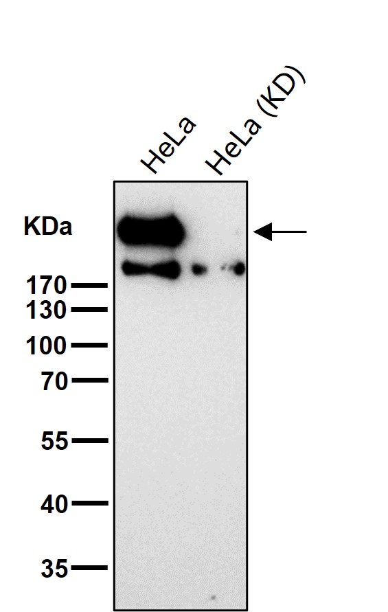 p-DNA PKcs (S2056) Ab