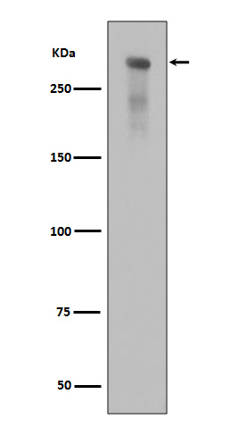 p-DNA PKcs (S2056) Ab