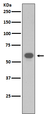 TRAF6 Ab