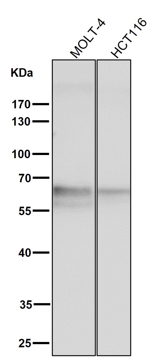 TRAF6 Ab