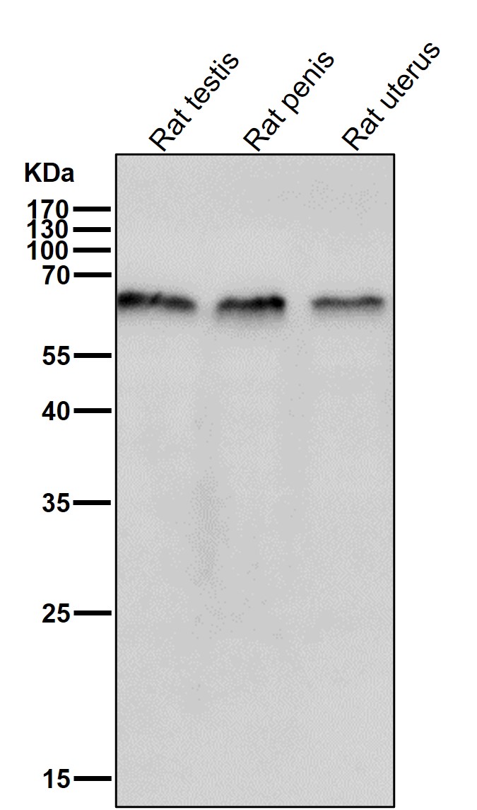 TRAF6 Ab