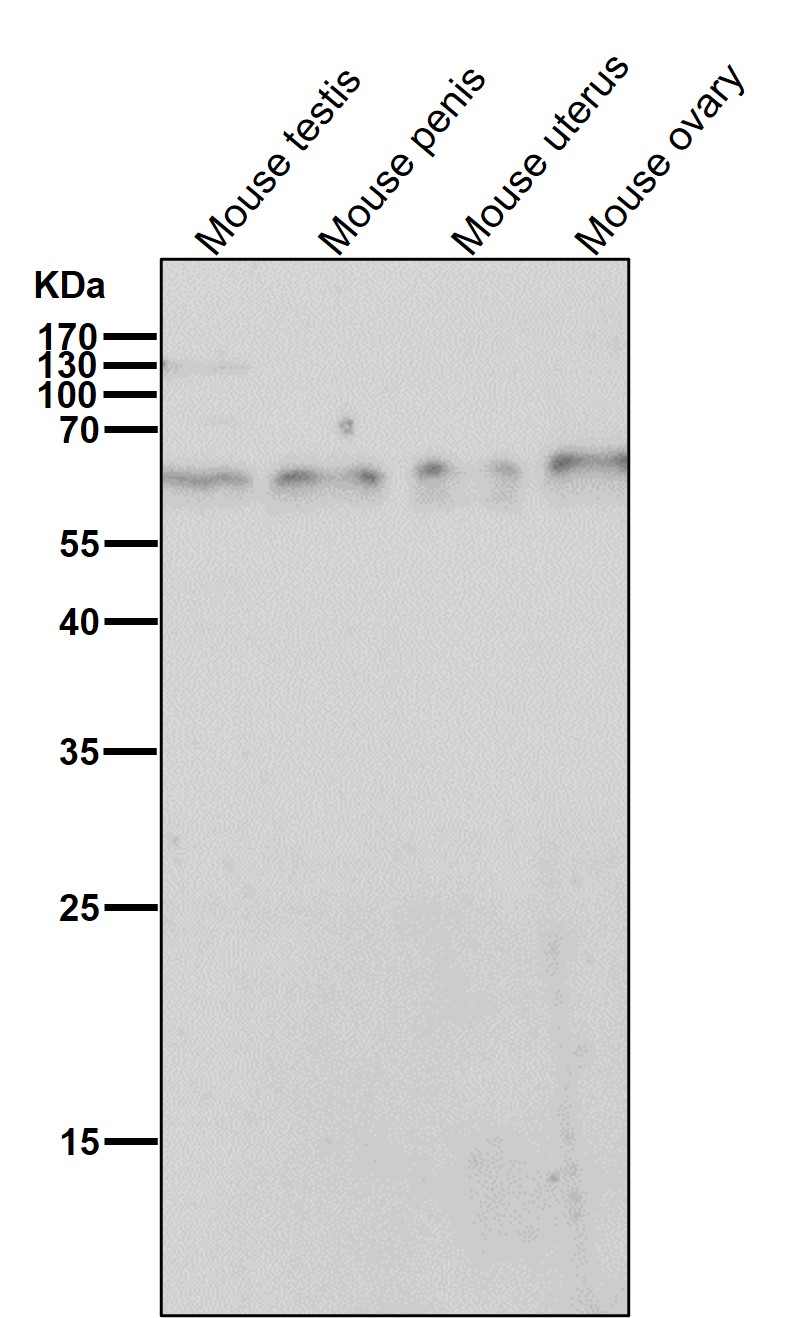 TRAF6 Ab