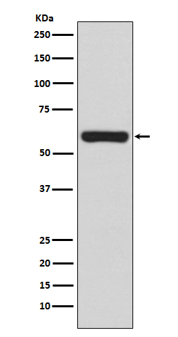 TRAF6 Ab