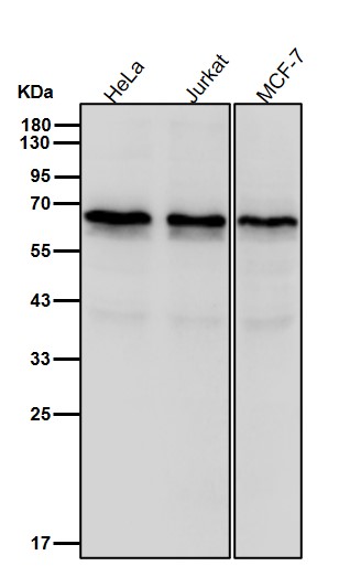 TRAF6 Ab