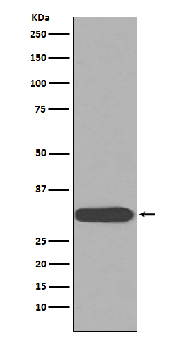 CDK1 Ab