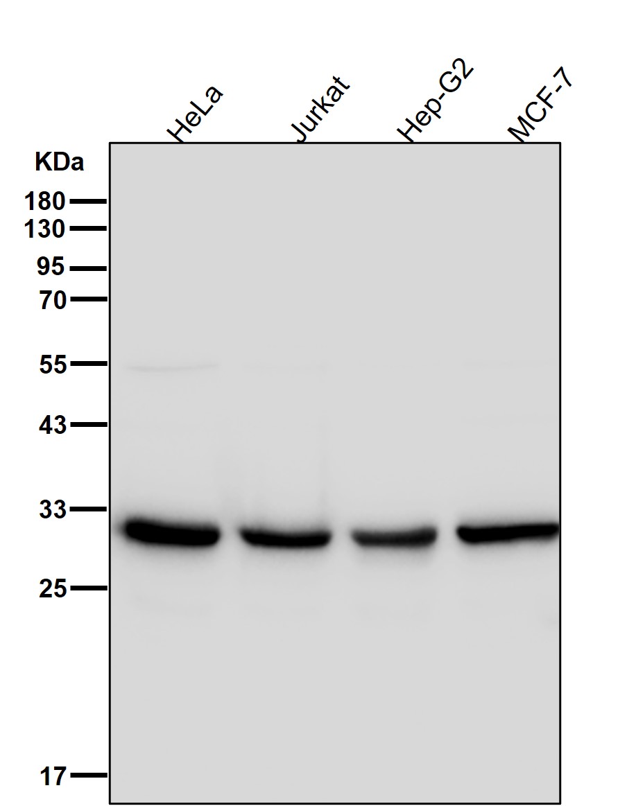 CDK1 Ab