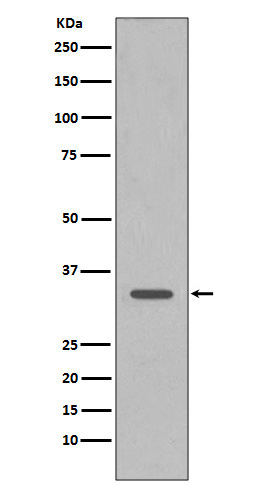 CDK1 Ab