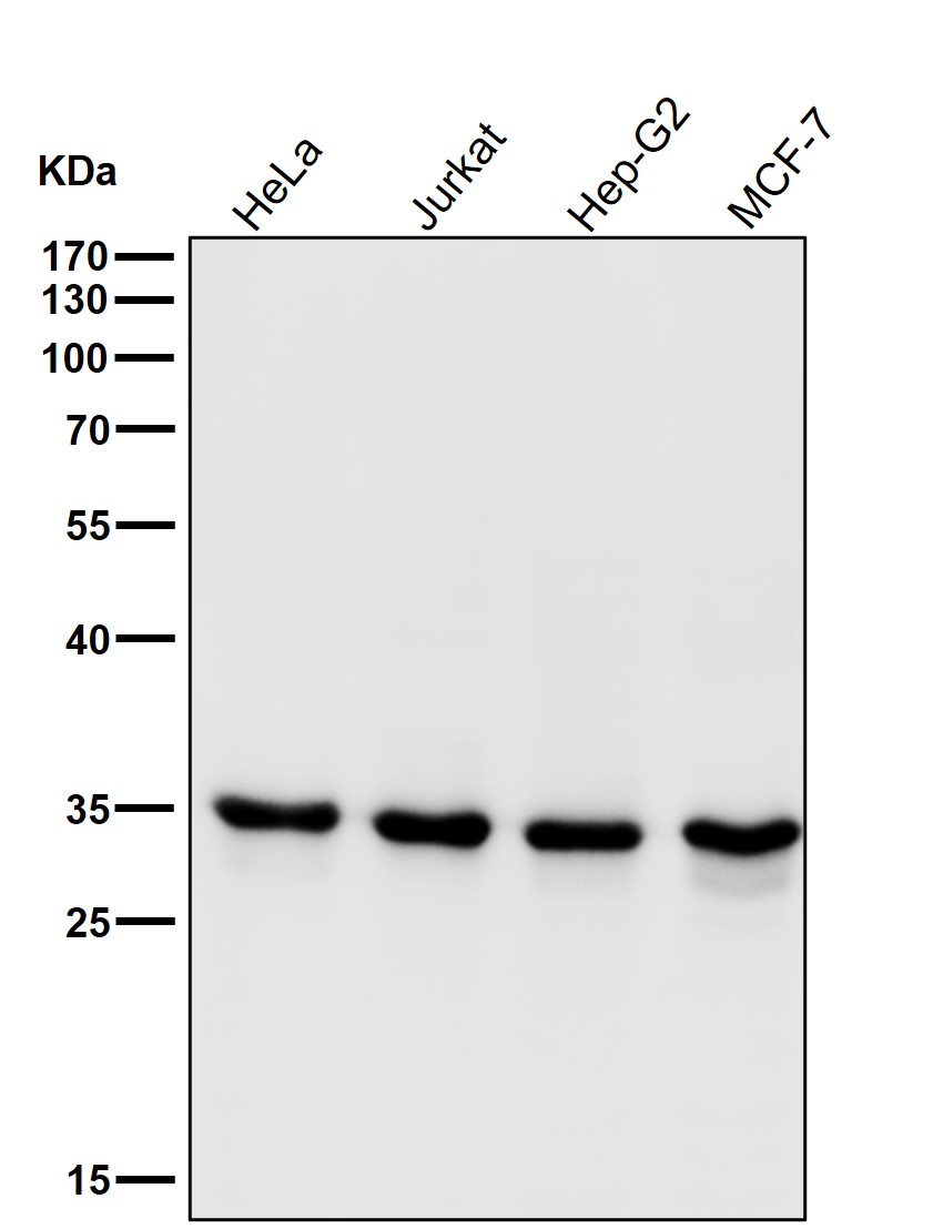 CDK1 Ab