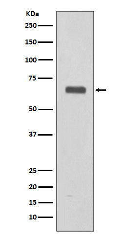 Complement C9 Ab