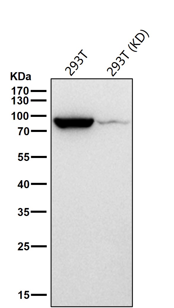 Hsp90 beta Ab