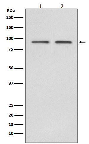 Hsp90 beta Ab