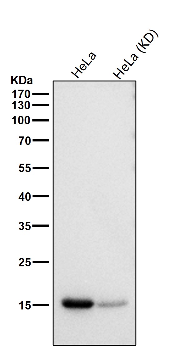 Acetyl-Histone H3 (K57) Ab