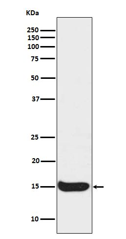 Acetyl-Histone H3 (K57) Ab