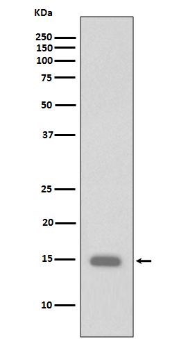 p-Histone H3 (S11) Ab