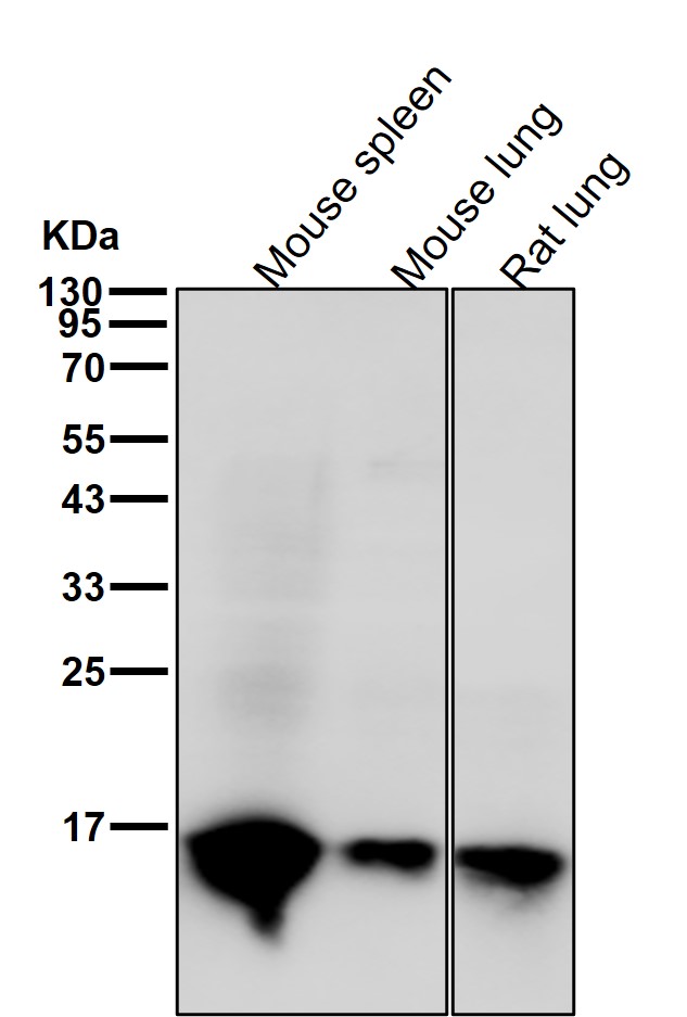 p-Histone H3 (S11) Ab