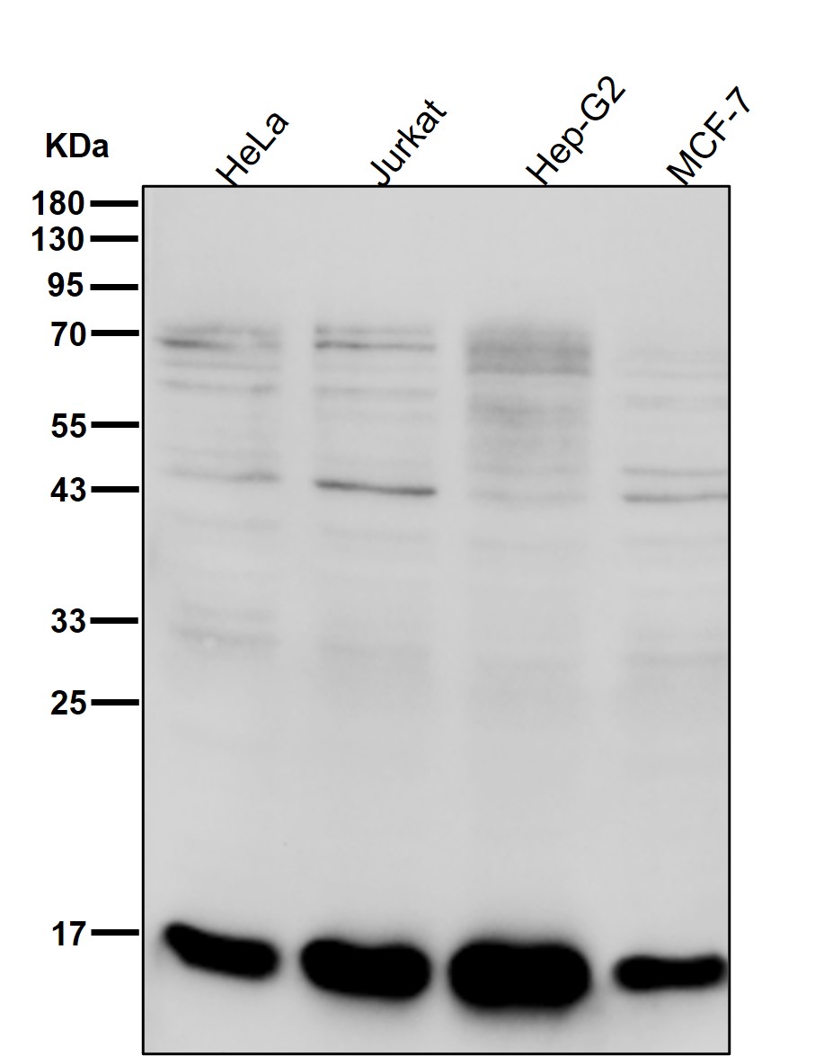 p-Histone H3 (S11) Ab