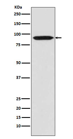 BCL 6 Ab