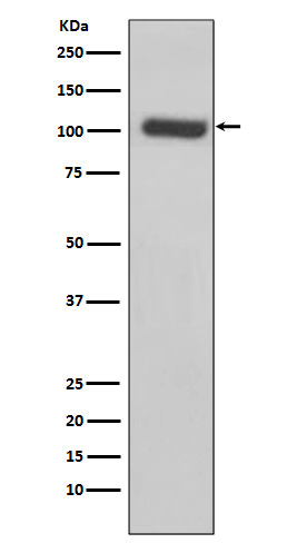 Glutamate carboxypeptidase 2 Ab