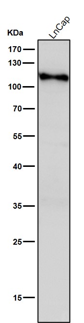 Glutamate carboxypeptidase 2 Ab