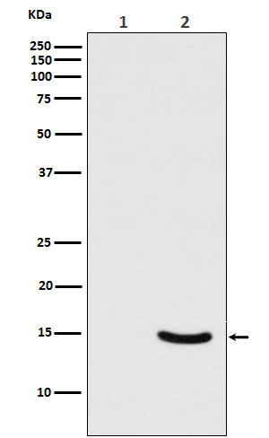 p-alpha Synuclein (S129) Ab